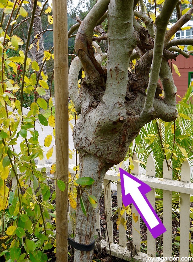 Forcing Pussy Willow The Plant